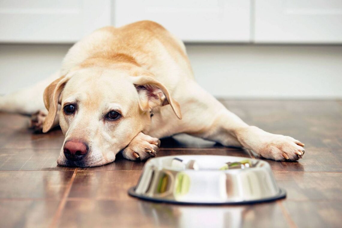 Dog bowls