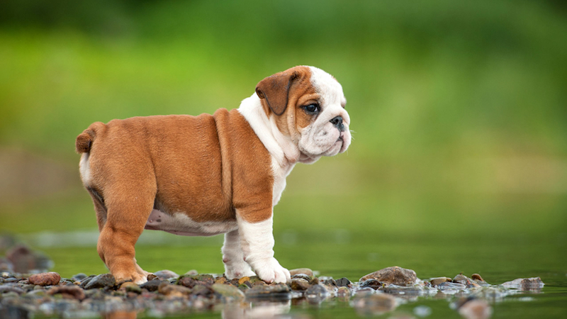 English Bulldog