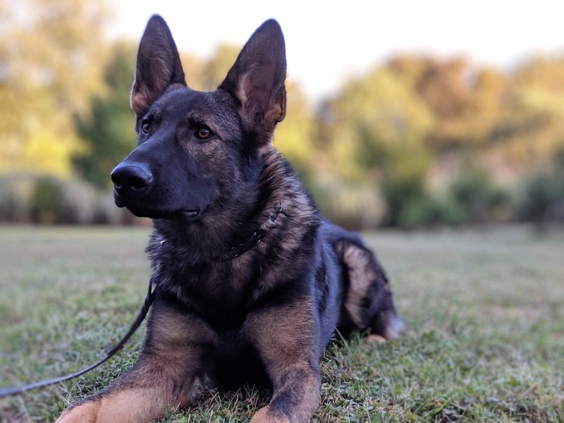 German Shepherd