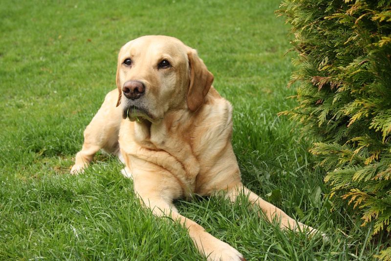 The Labrador Retriever