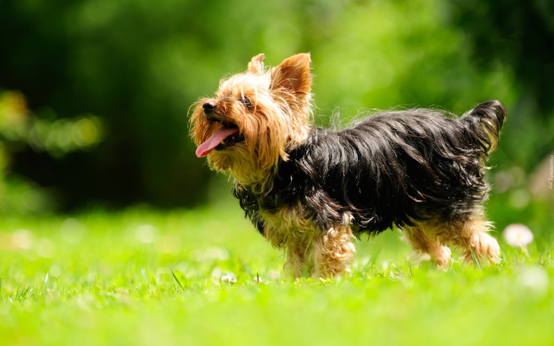 Yorkshire Terrier