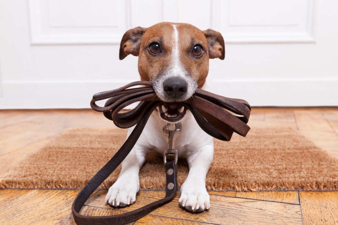 Choosing the right leash for your dog