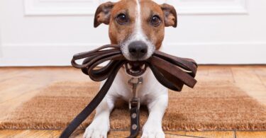 Choosing the right leash for your dog