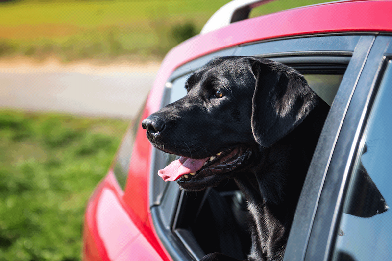 leave dog in the car