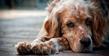 What to do if you find a lost or a stray dog