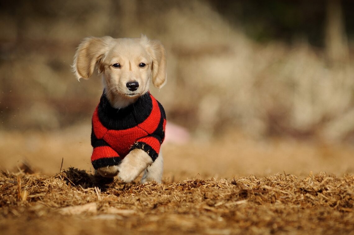 Why do we love to dress our dogs DogBlogTV
