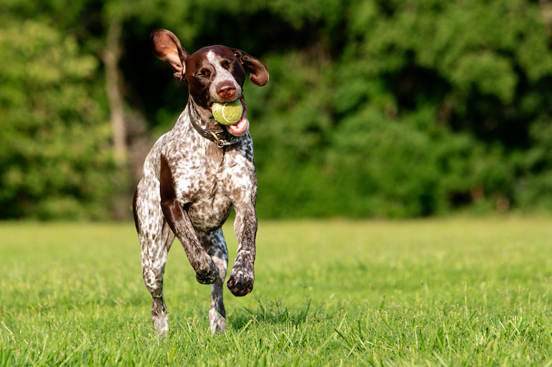 toys for dog's teeth