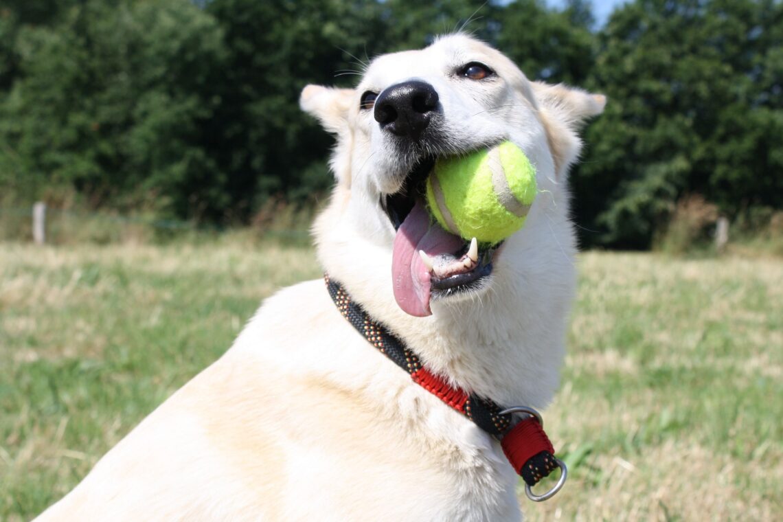 toys good for dog's teeth