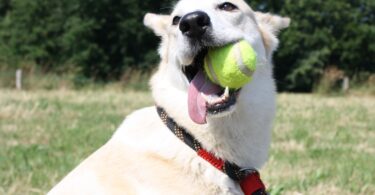 toys good for dog's teeth