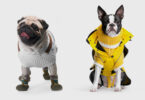 winter coat or sweater for dogs