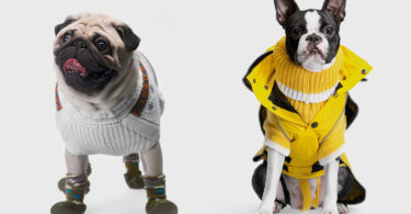 winter coat or sweater for dogs