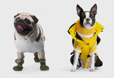 winter coat or sweater for dogs