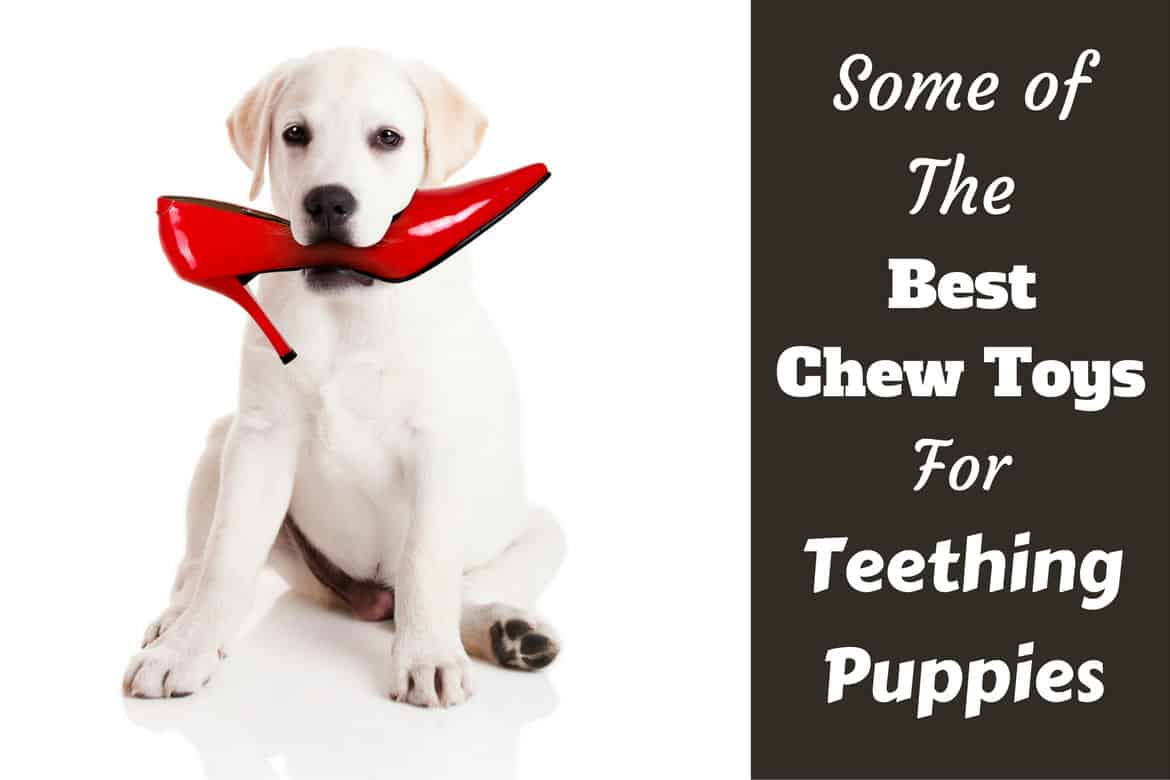 What are the best toys for dogs that chew?