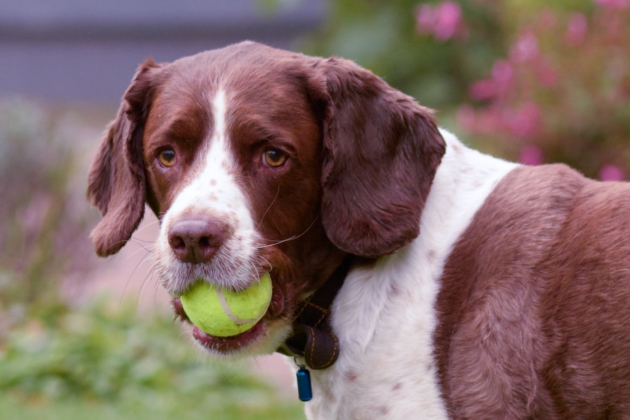 Can tennis balls hurt dogs?