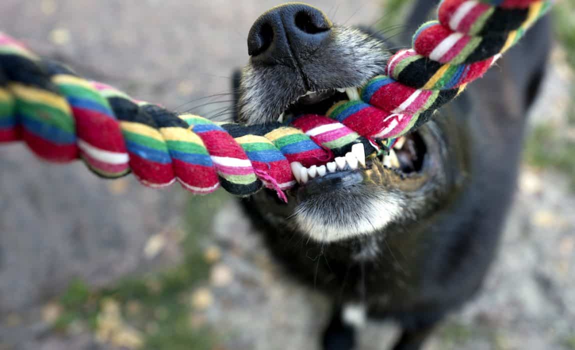 Why do dogs love their toys so much?