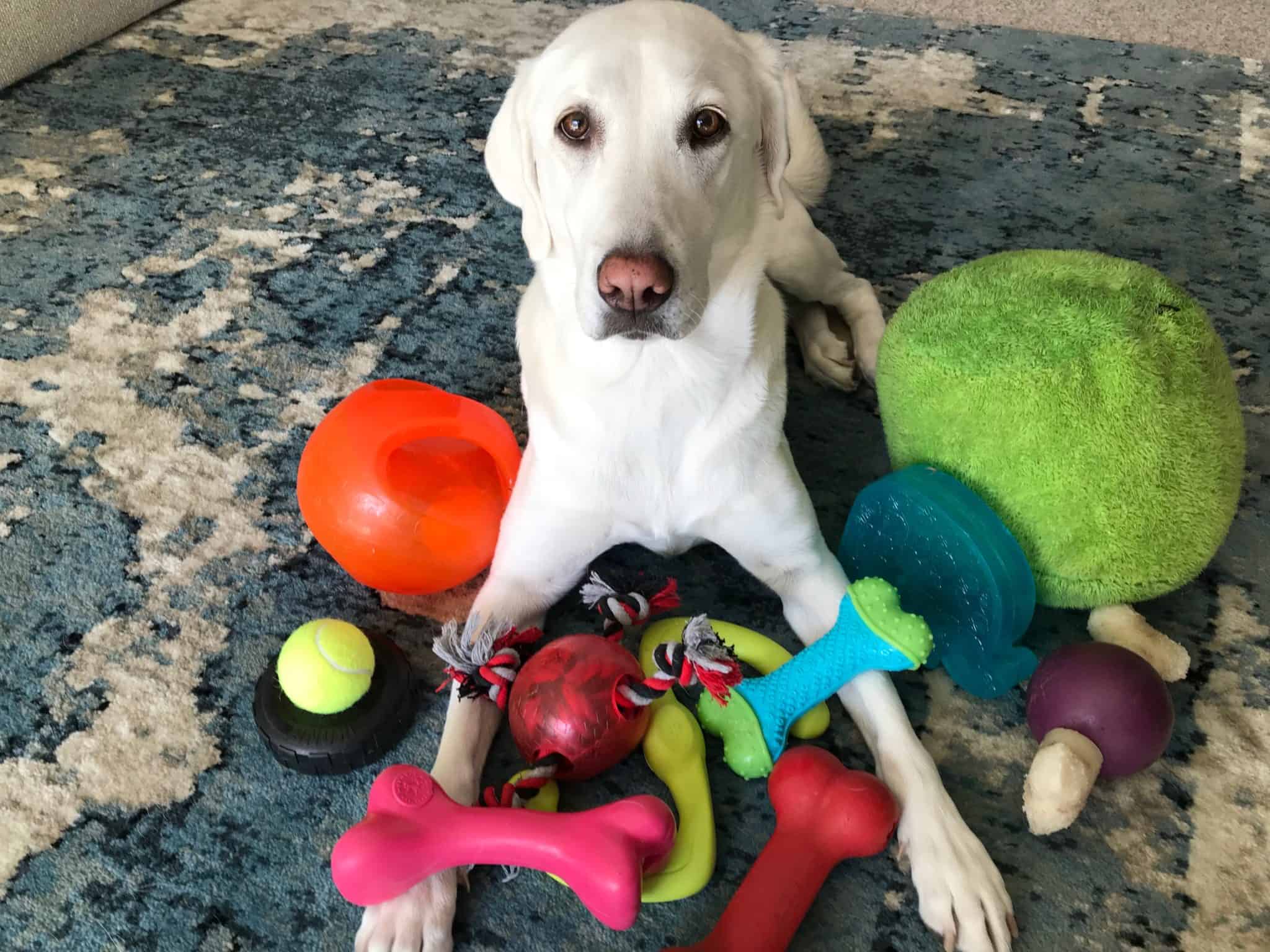 How many toys do dogs need?